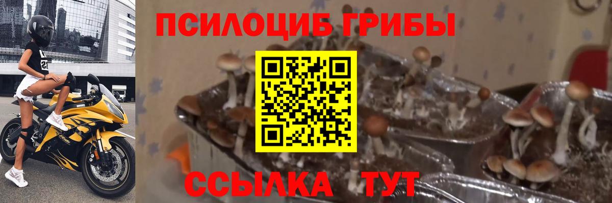 Псилоцибиновые грибы MAGIC MUSHROOMS  Ирбит 